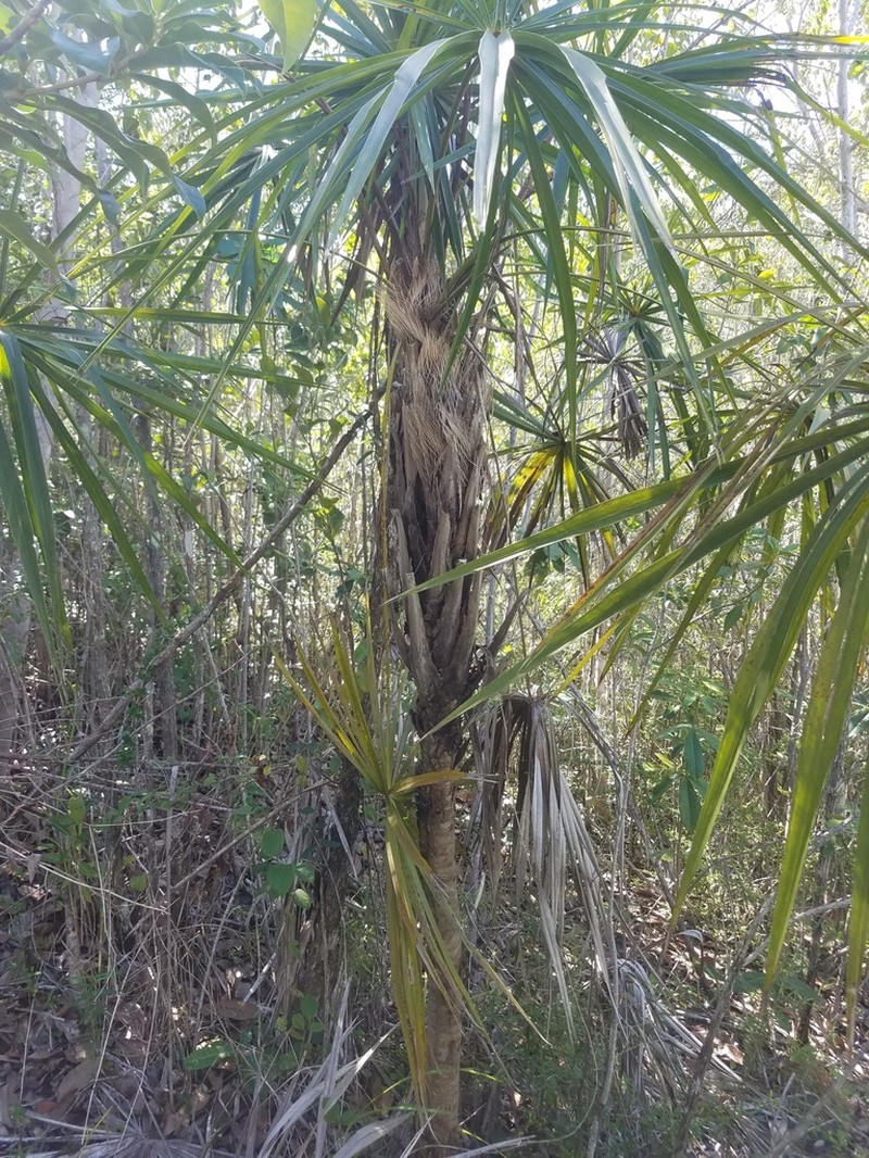 Coccothrinax bonettiana