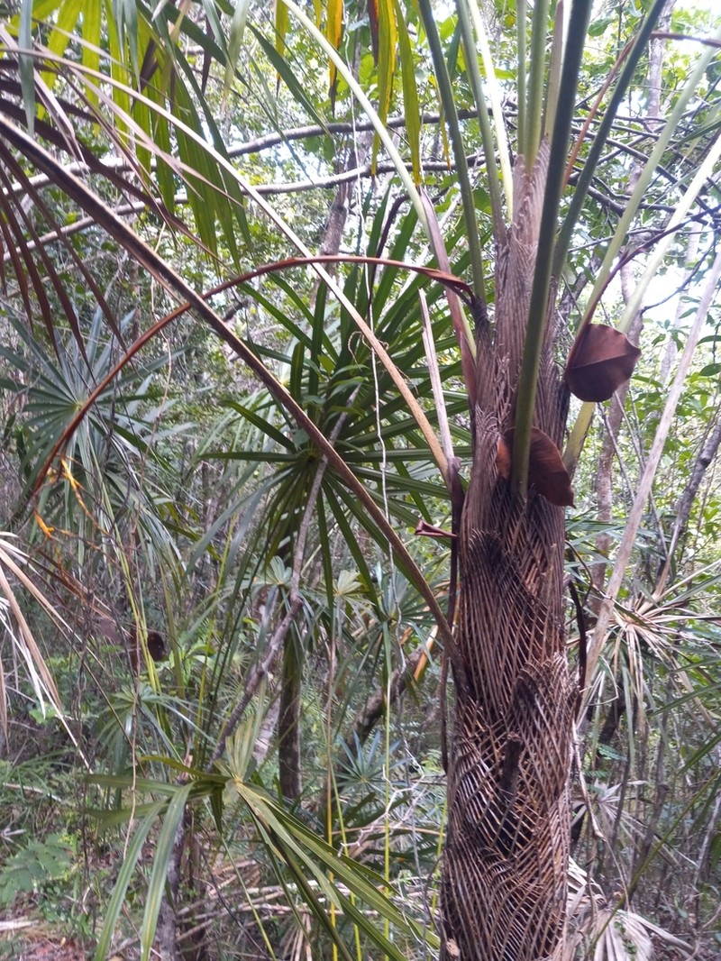 Coccothrinax bonettiana photo 2