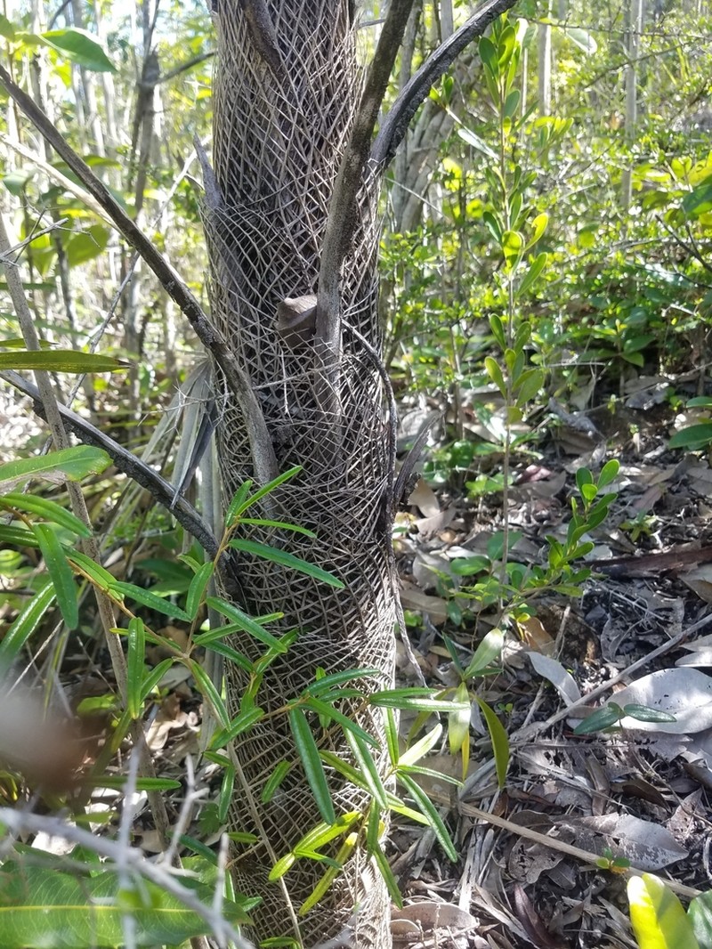 Coccothrinax bonettiana photo 3
