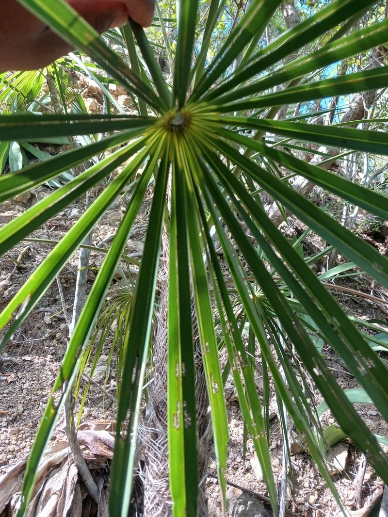 Coccothrinax landestoyi
