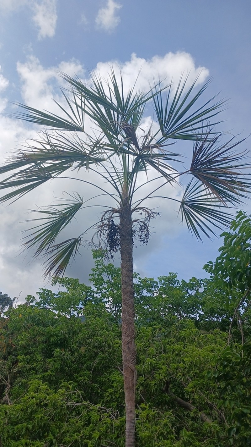 Coccothrinax landestoyi photo 2