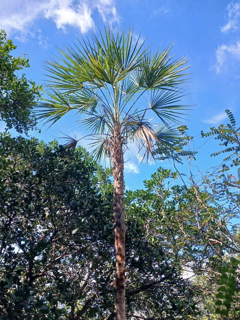 Coccothrinax landestoyi photo 3