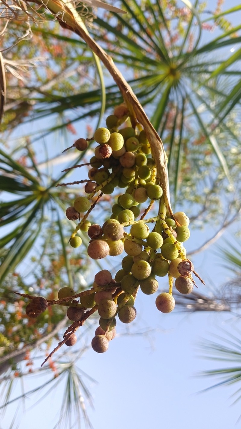 Coccothrinax landestoyi photo 4