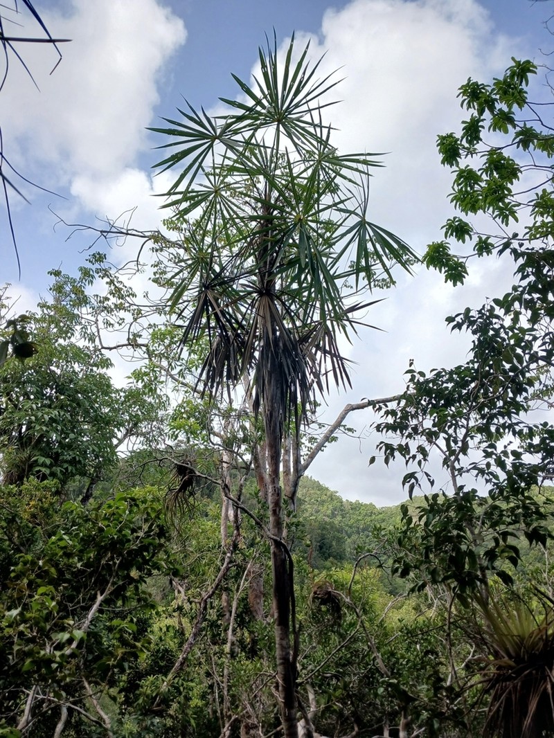 Coccothrinax montgomeryana