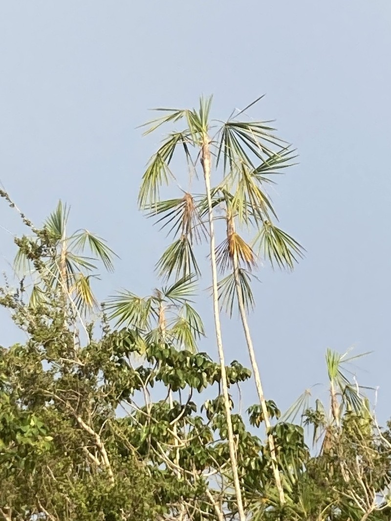 Coccothrinax montgomeryana photo 2