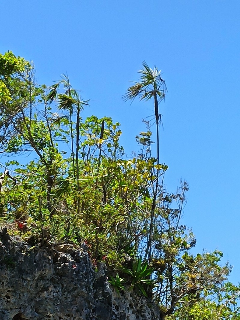 Coccothrinax montgomeryana photo 3