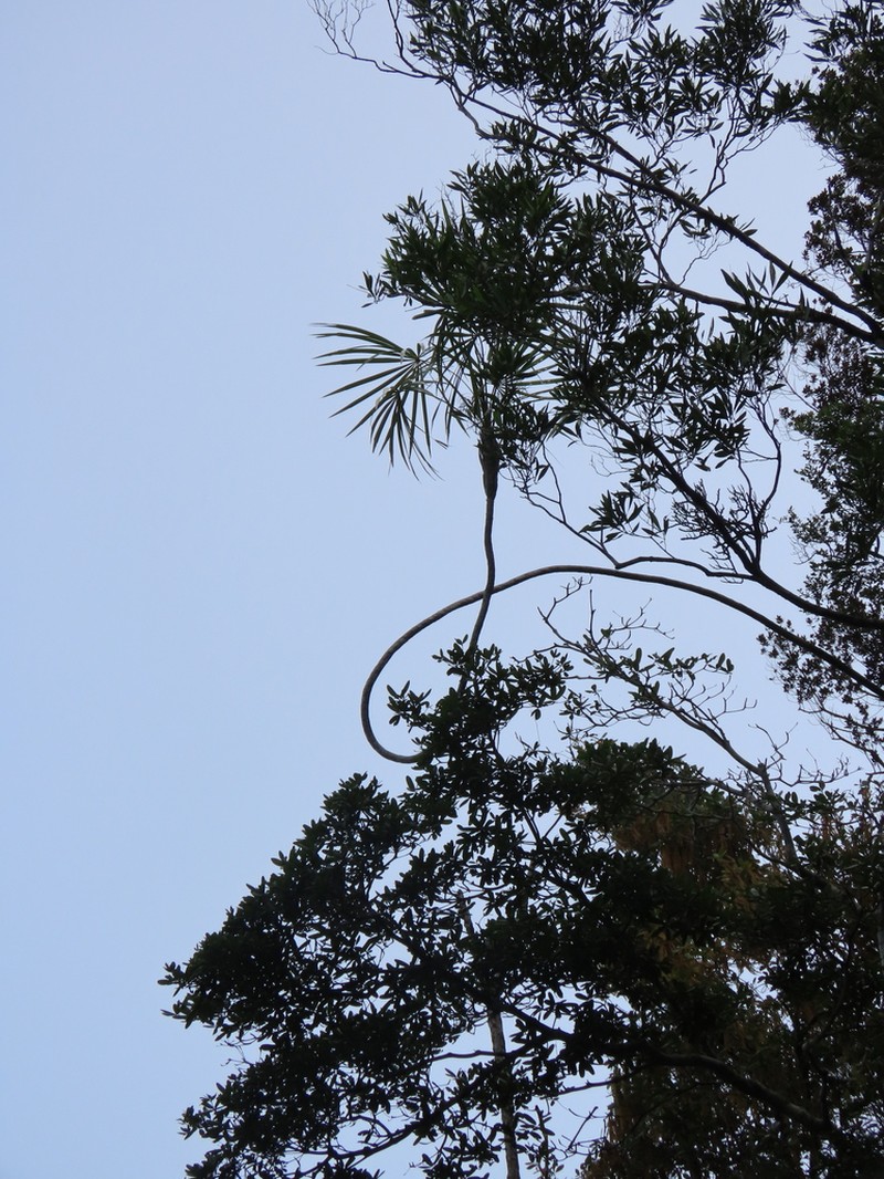 Coccothrinax montgomeryana photo 4