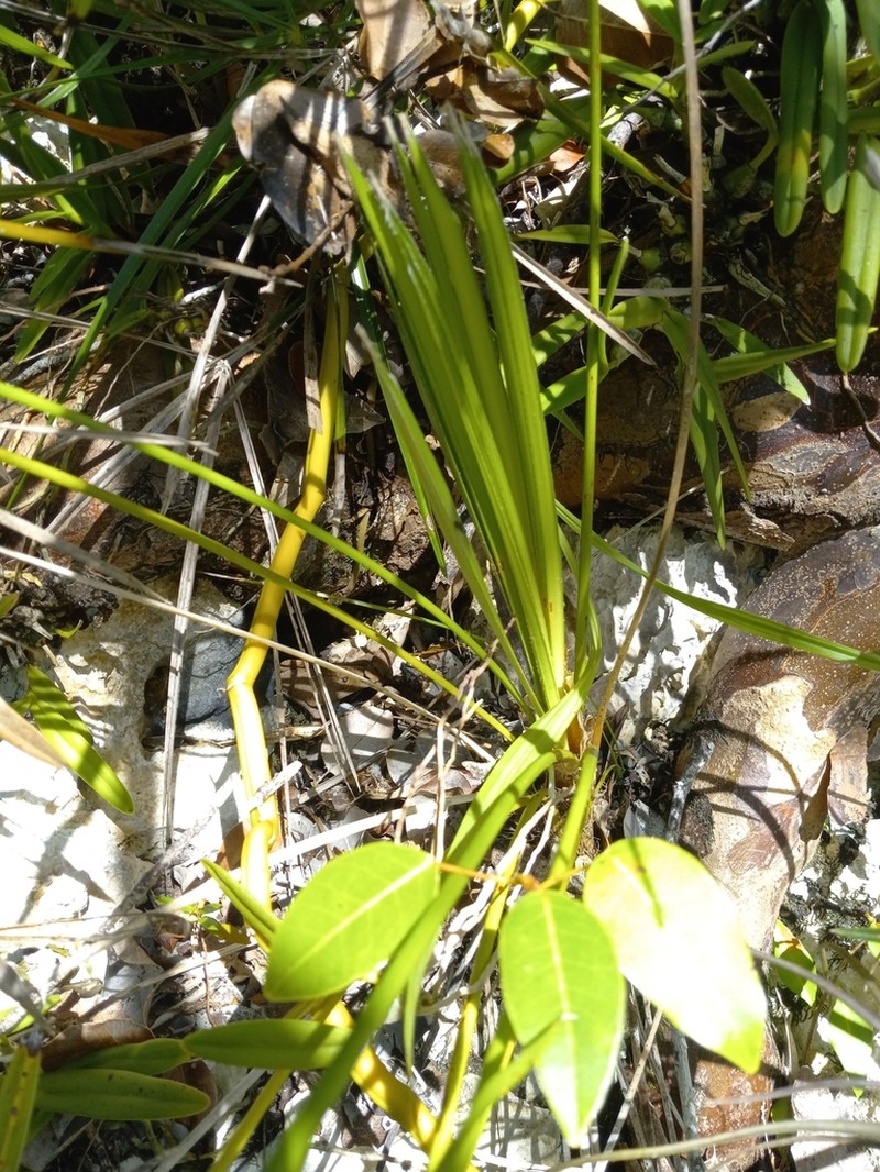 Coccothrinax montgomeryana photo 5