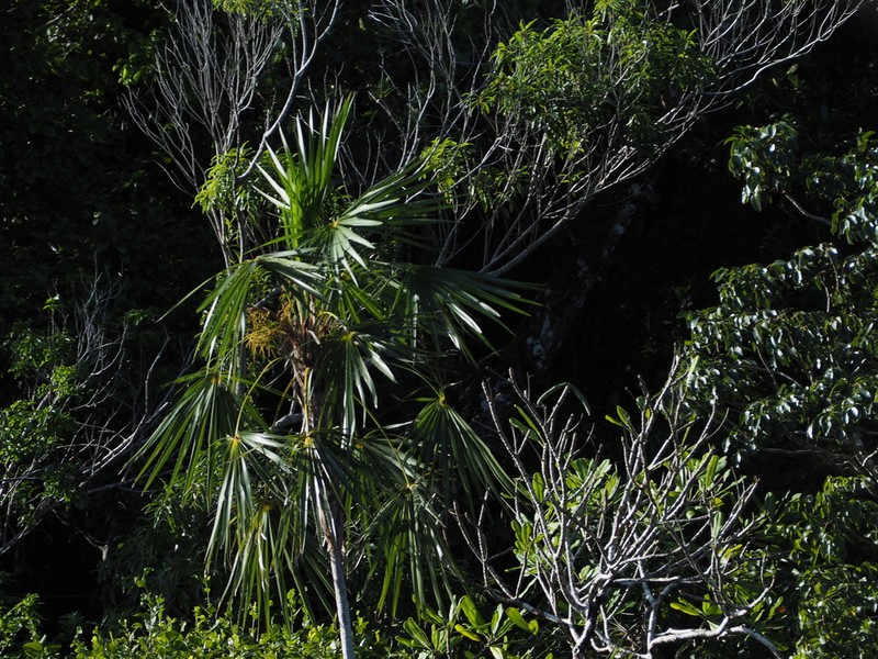 Coccothrinax montgomeryana photo 6