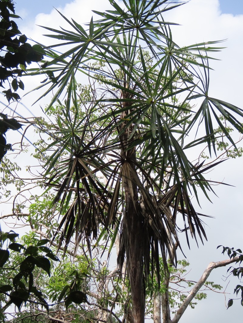 Coccothrinax montgomeryana photo 7