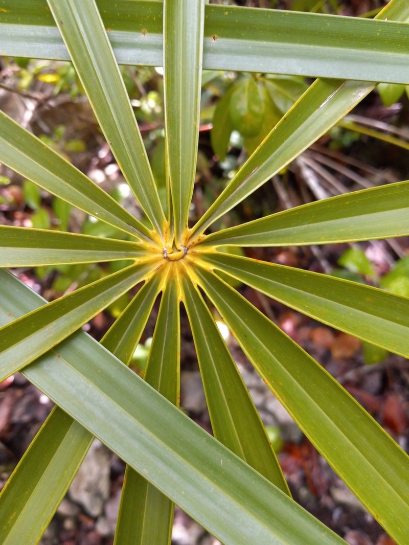 Coccothrinax montgomeryana photo 8