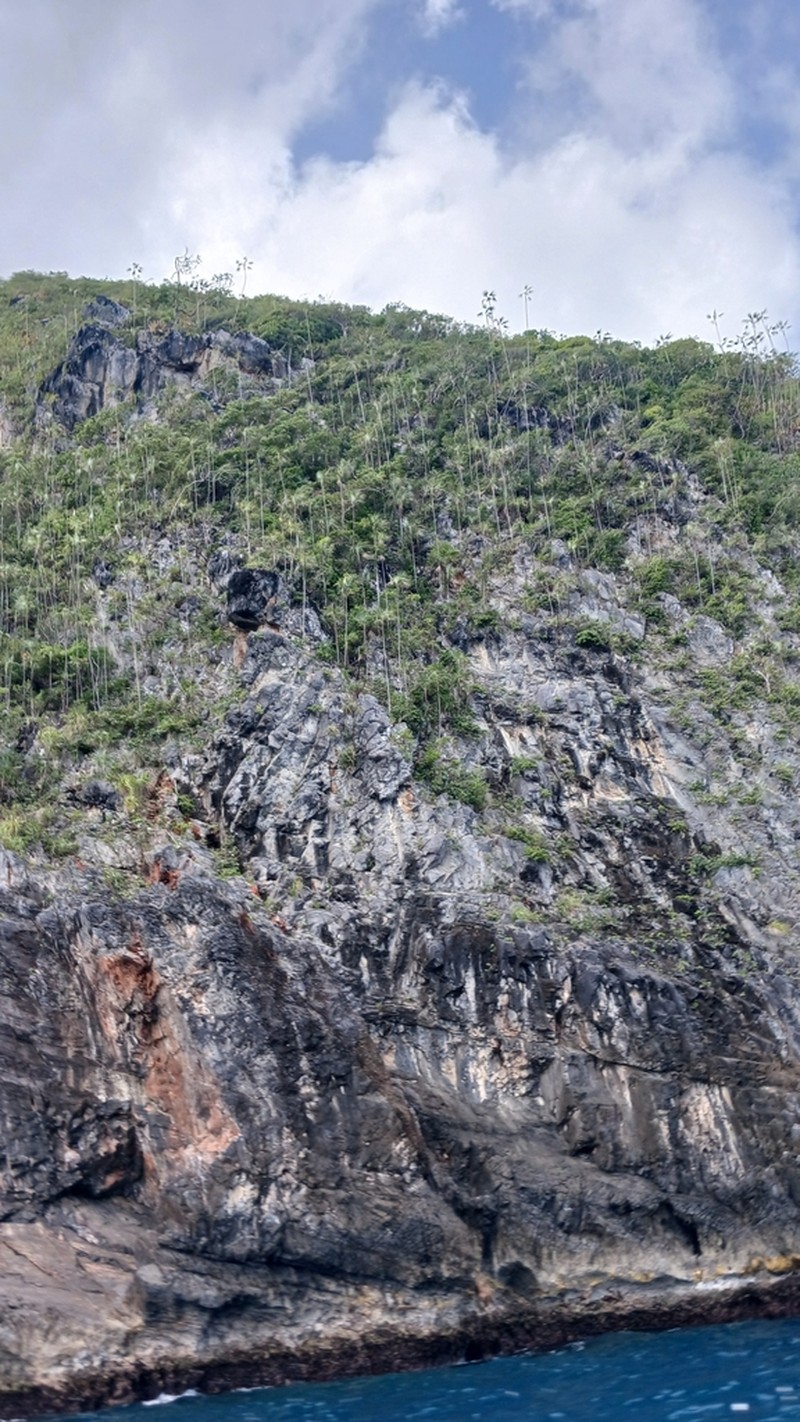 Coccothrinax samanensis