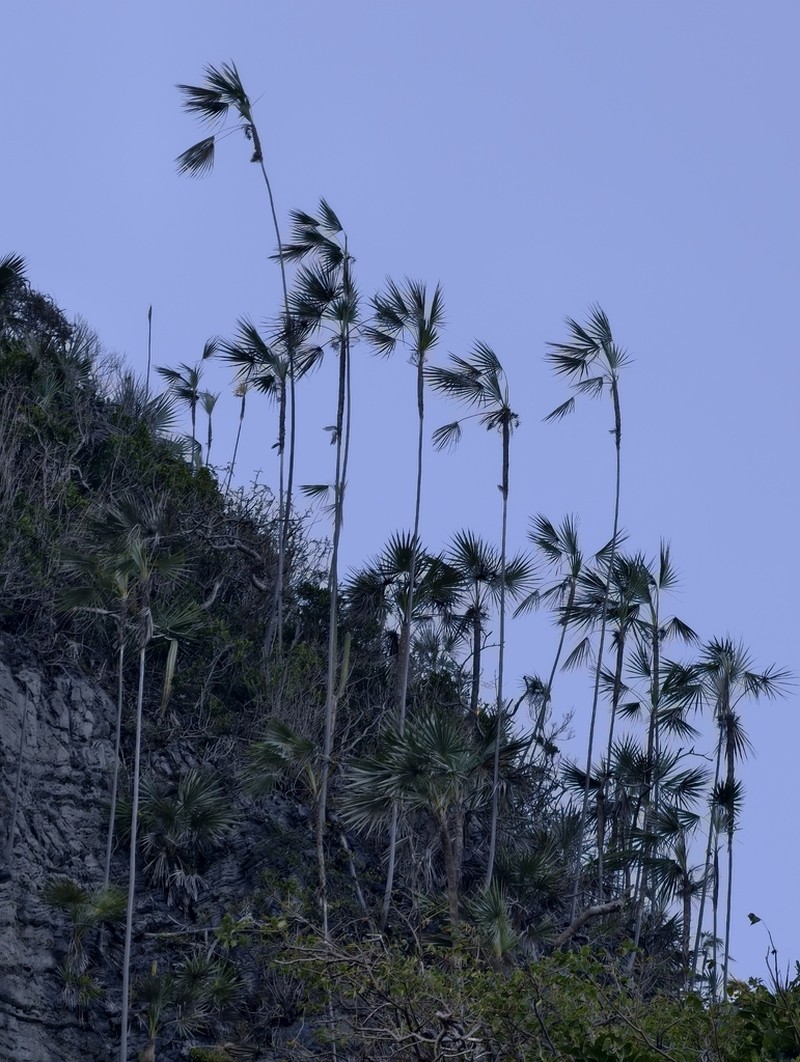 Coccothrinax samanensis photo 2