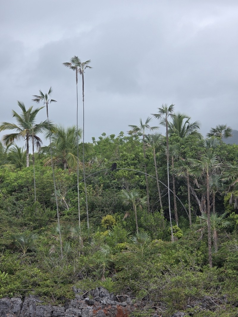Coccothrinax samanensis photo 3