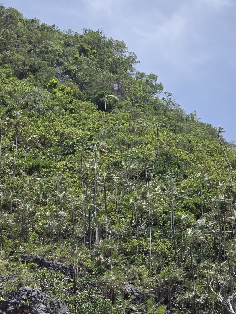 Coccothrinax samanensis photo 4