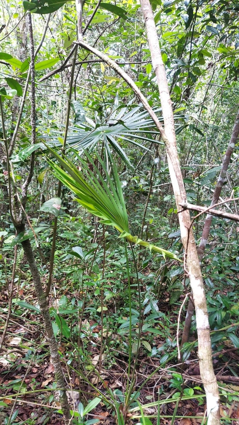 Coccothrinax samanensis photo 5