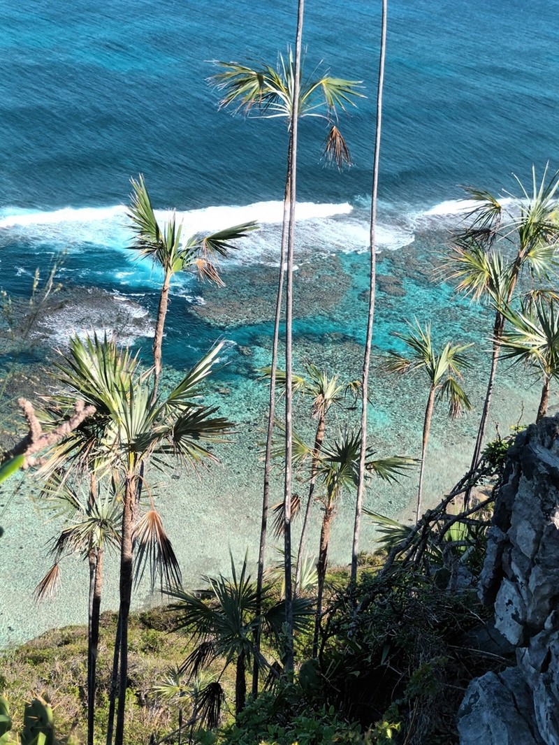 Coccothrinax samanensis photo 6