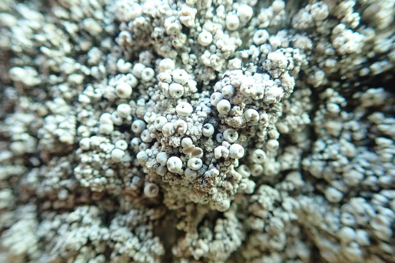 Seaside Coccotrema Lichen