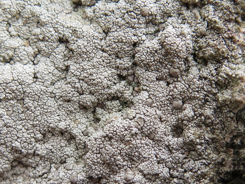 Seaside Coccotrema Lichen photo 2