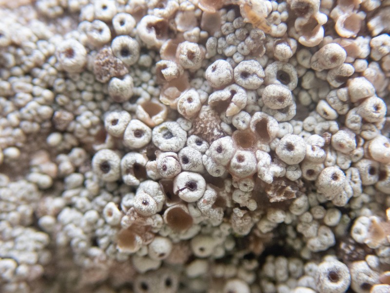 Seaside Coccotrema Lichen photo 3