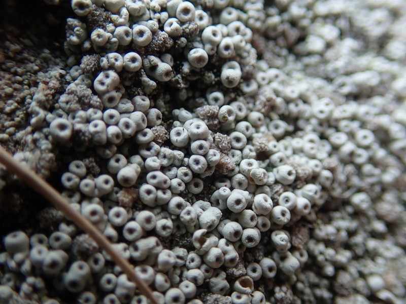 Seaside Coccotrema Lichen photo 4