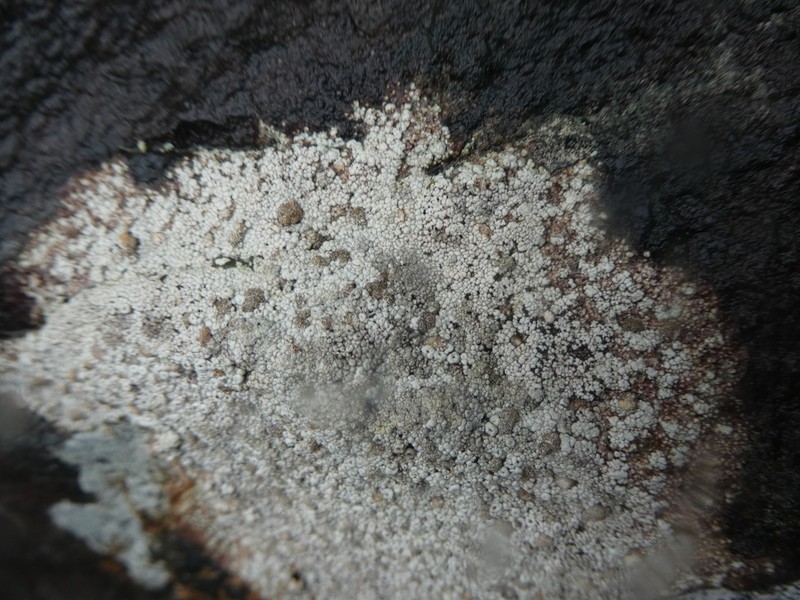 Seaside Coccotrema Lichen photo 5