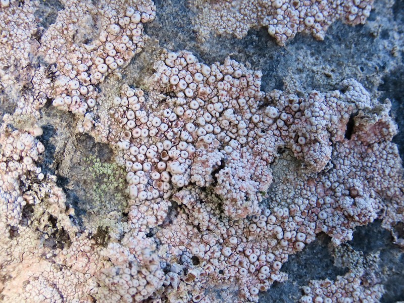 Seaside Coccotrema Lichen photo 6