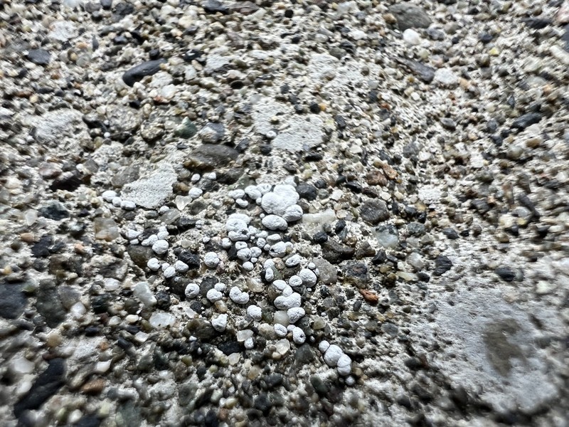 Seaside Coccotrema Lichen photo 7