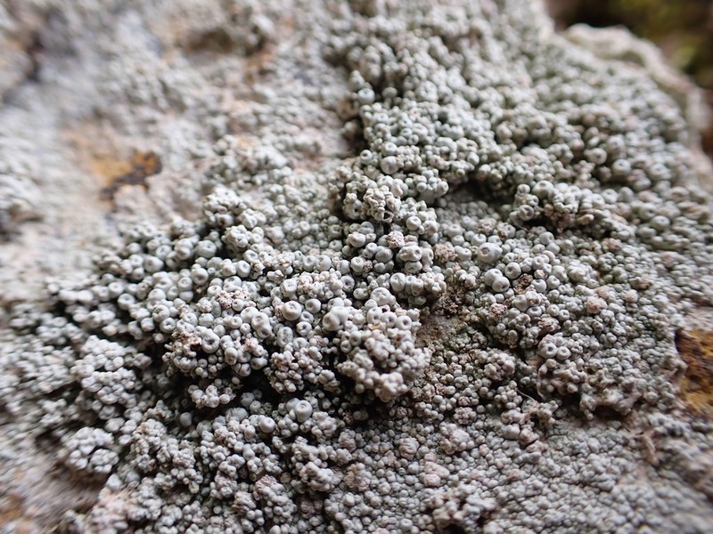 Seaside Coccotrema Lichen photo 8