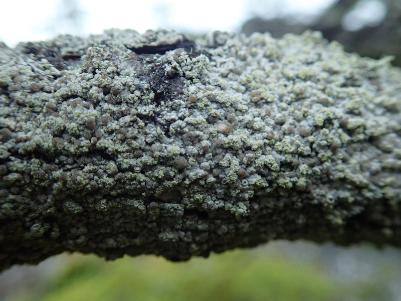 Coccotrema Lichen