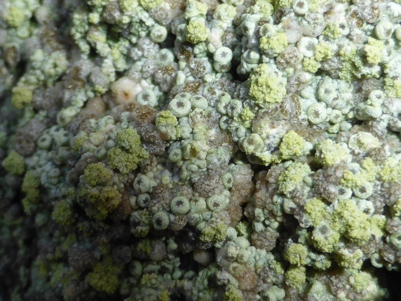 Coccotrema Lichen photo 2