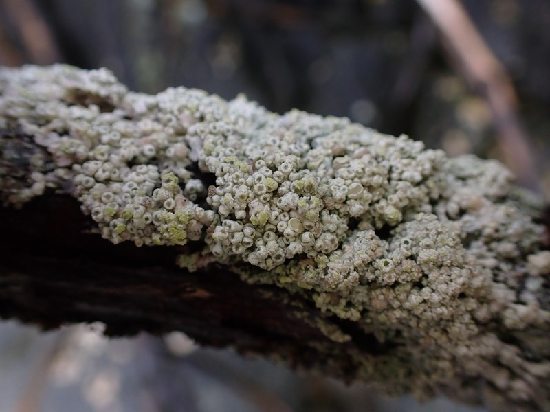 Coccotrema Lichen photo 3