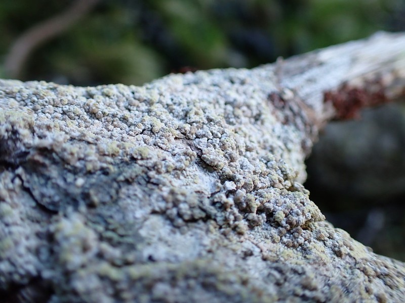 Coccotrema Lichen photo 4