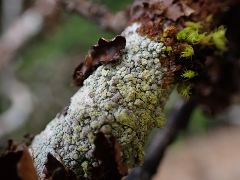 Coccotrema Lichen photo 5