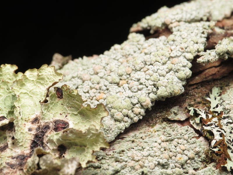 Coccotrema Lichen photo 6