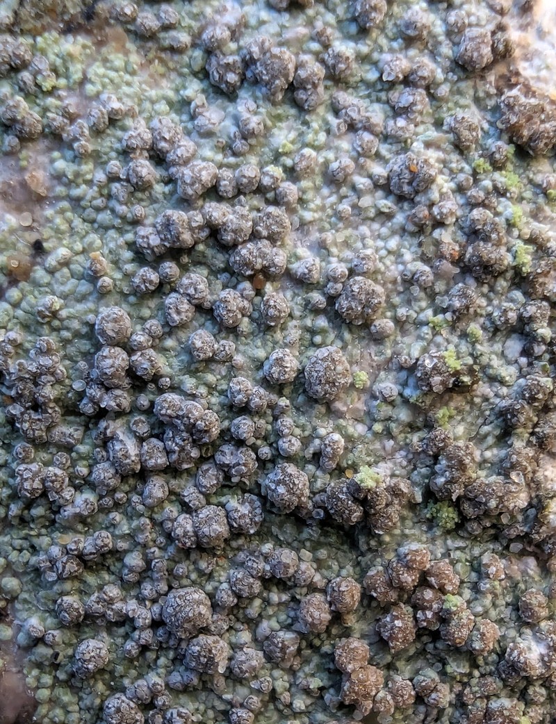 Coccotrema Lichen photo 7