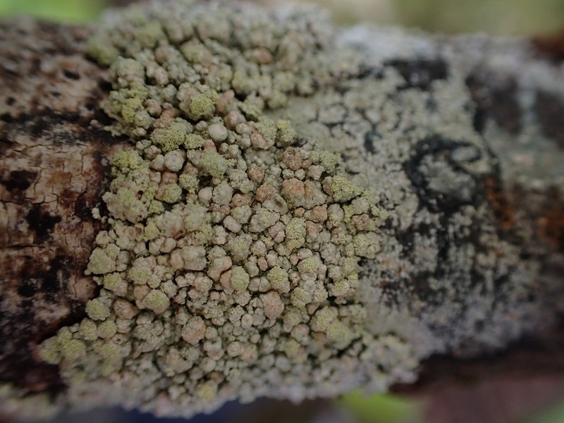 Coccotrema Lichen photo 8