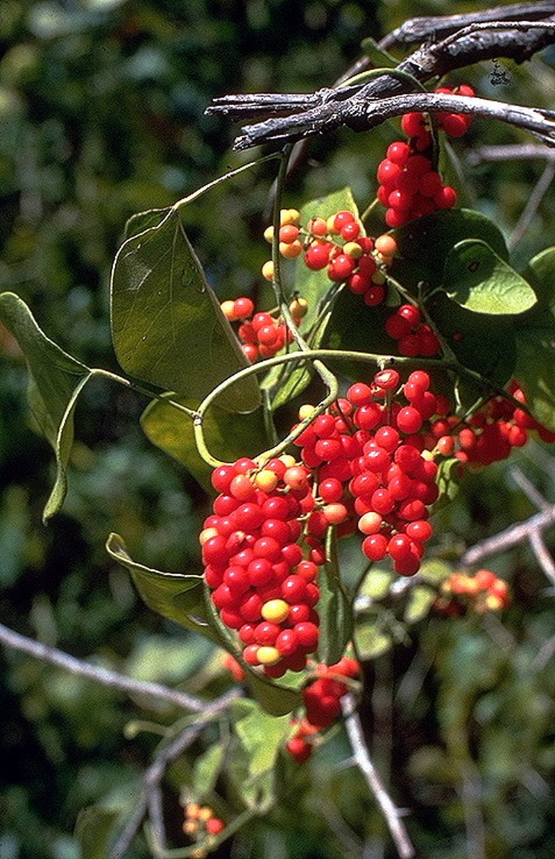 Carolina Coralbead