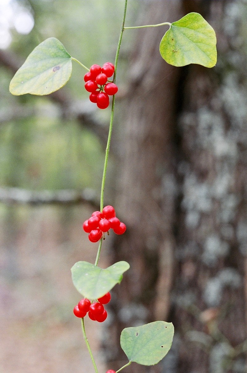 Carolina Coralbead photo 4