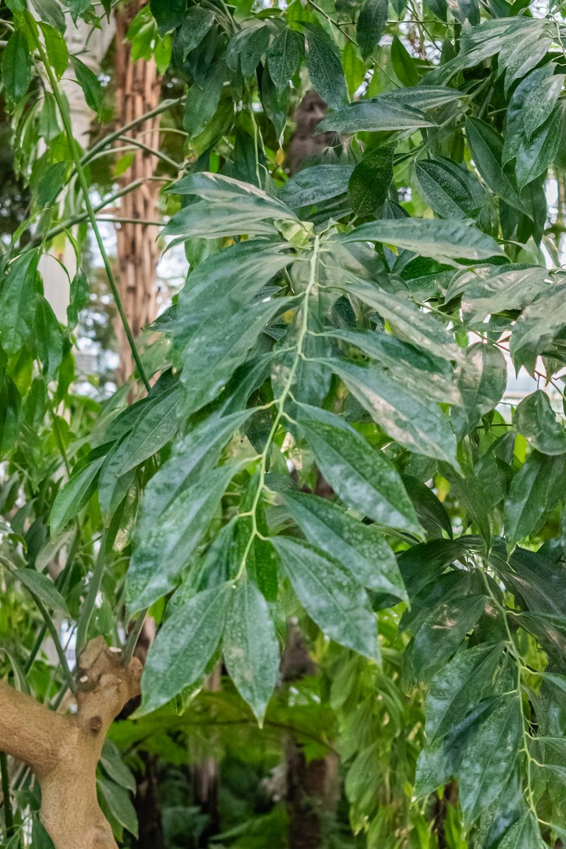 Laurel-Leaf Snailseed photo 2