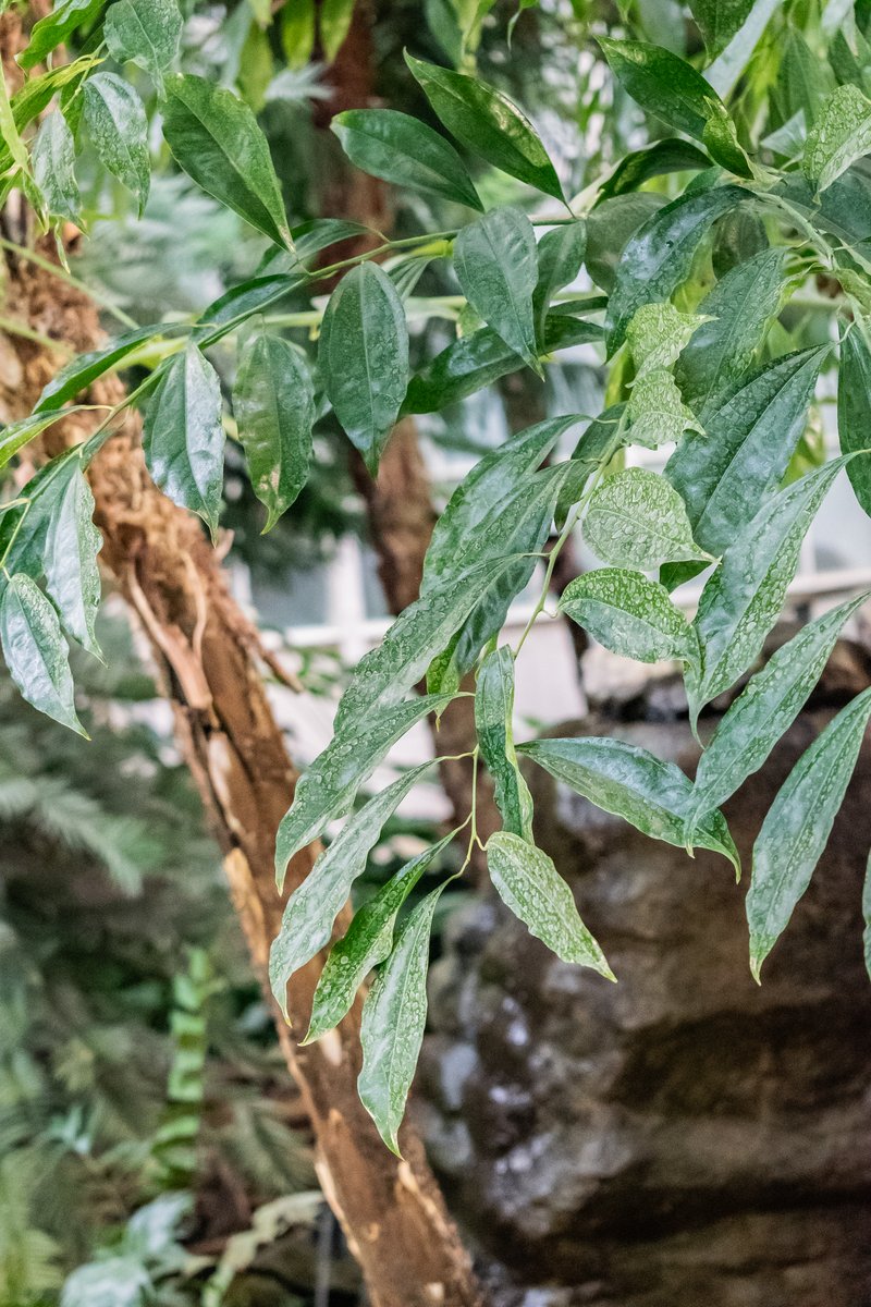 Laurel-Leaf Snailseed photo 3