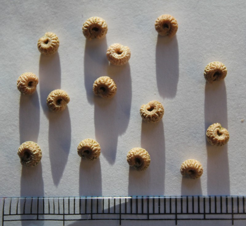 Queen Coralbead photo 2