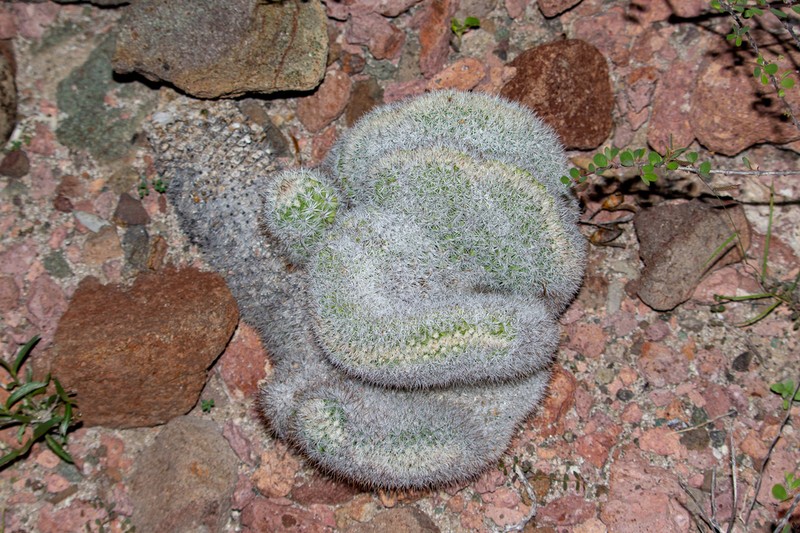 Cochemiea albicans photo 4