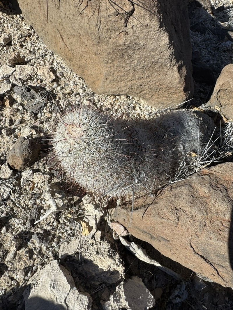 Cochemiea angelensis photo 5