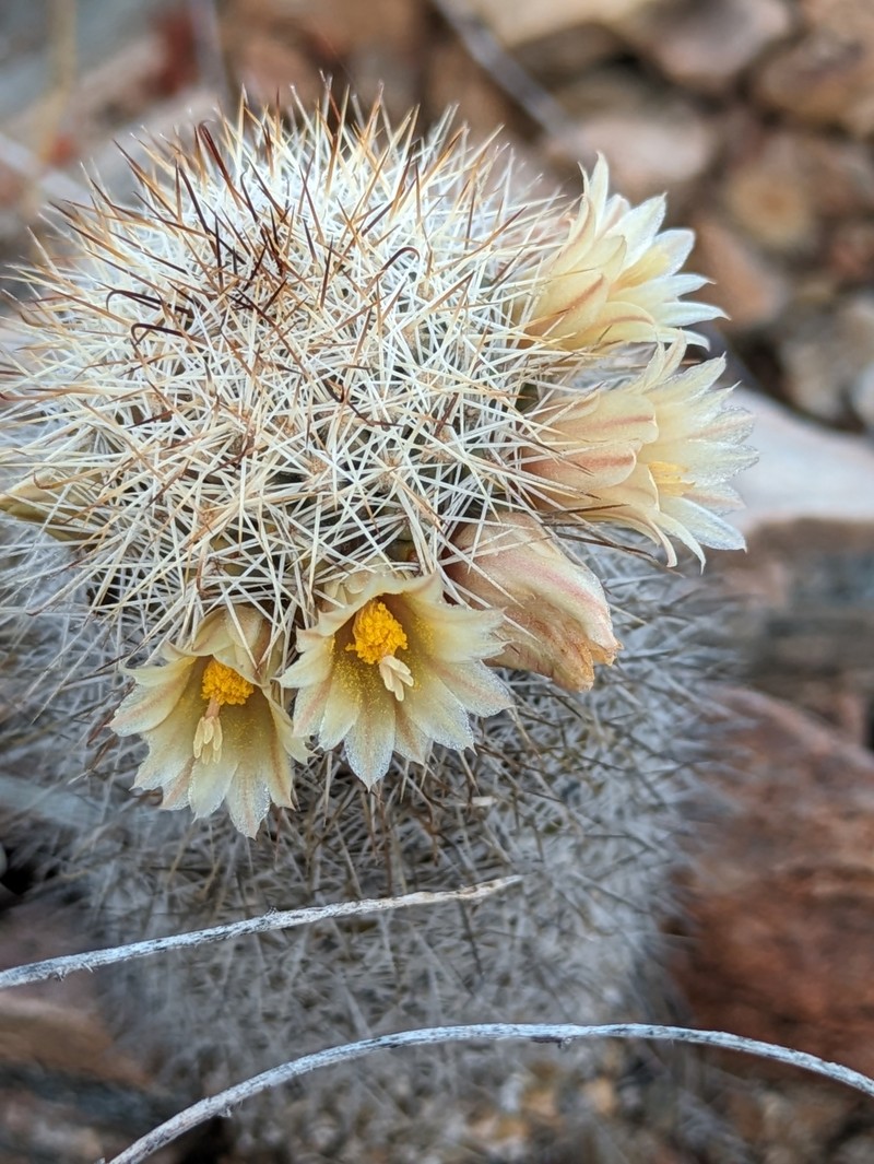 Cochemiea armillata