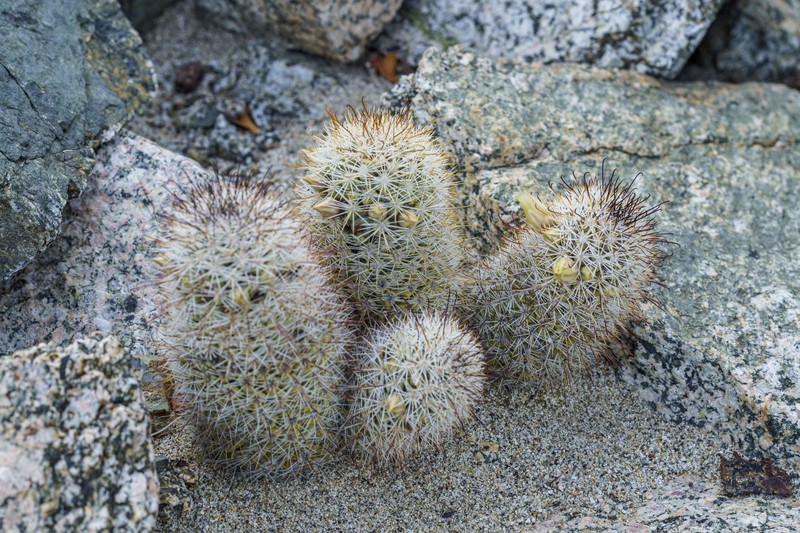 Cochemiea armillata photo 2