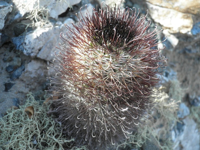 Cochemiea armillata photo 4