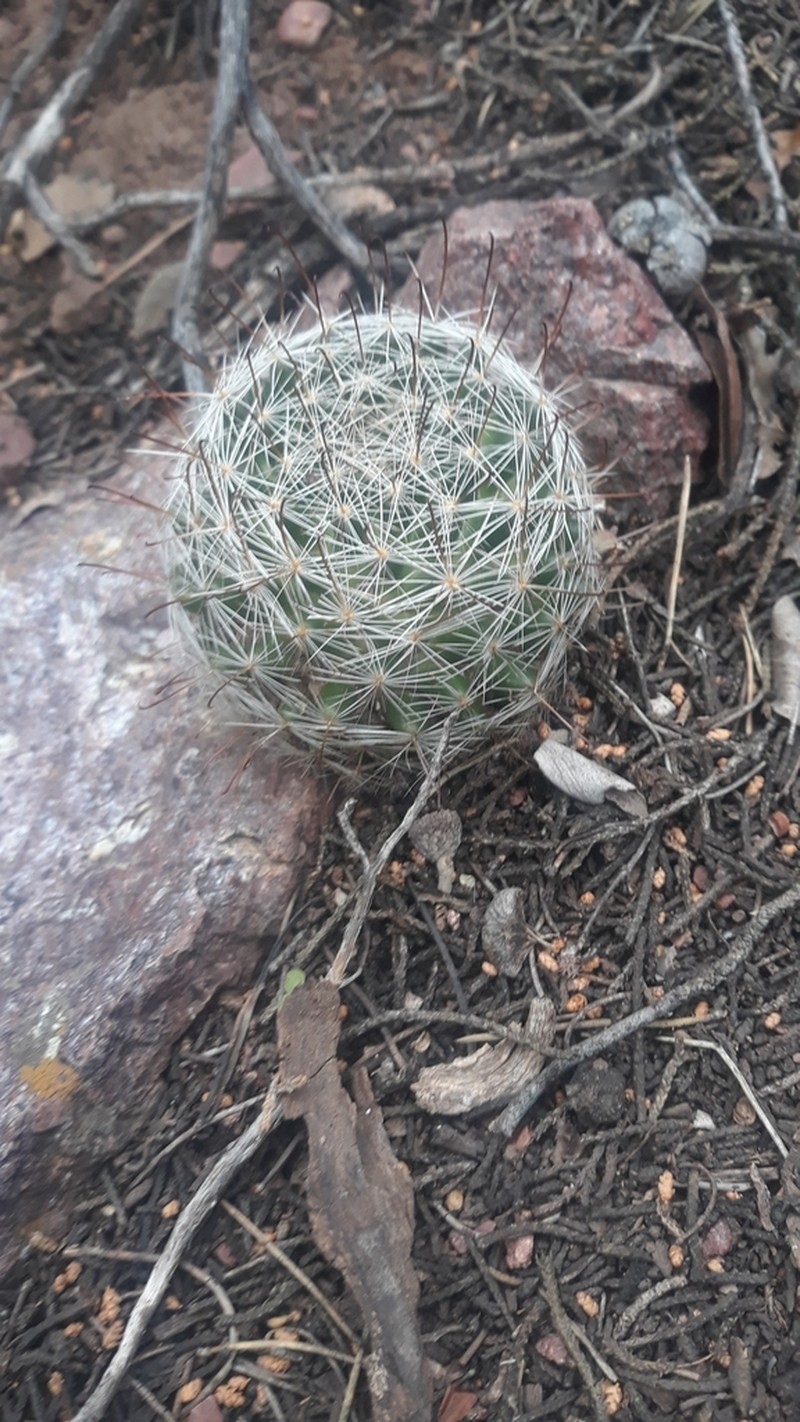 Greenflower Nipple Cactus