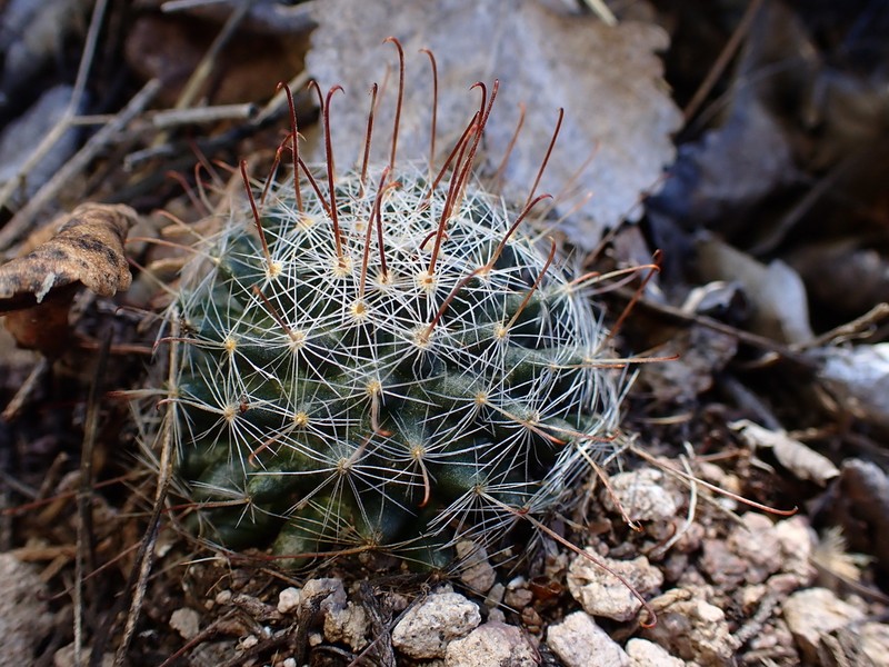 Greenflower Nipple Cactus photo 2