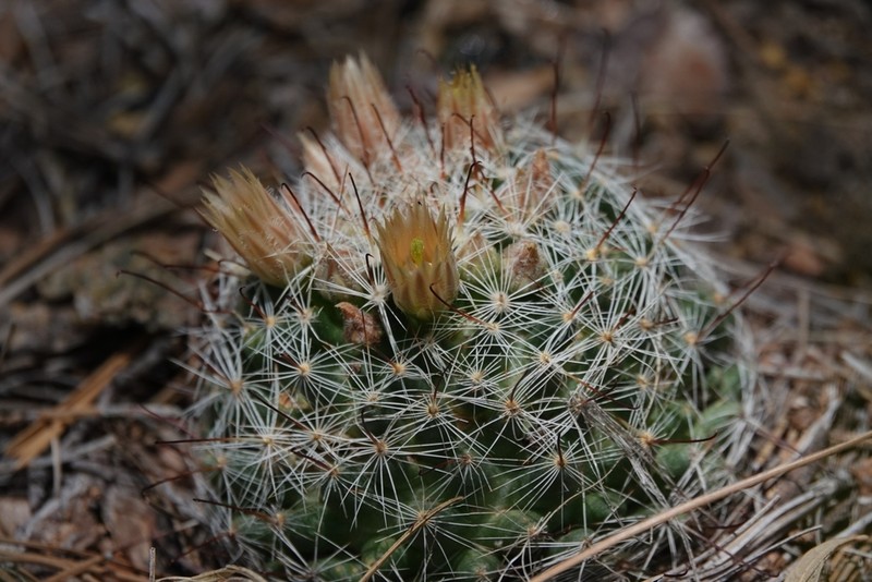 Greenflower Nipple Cactus photo 3